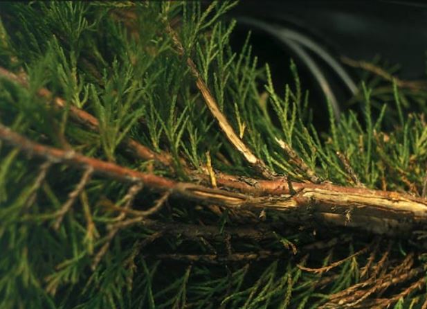 Winter injury - stem splitting damage on conifer